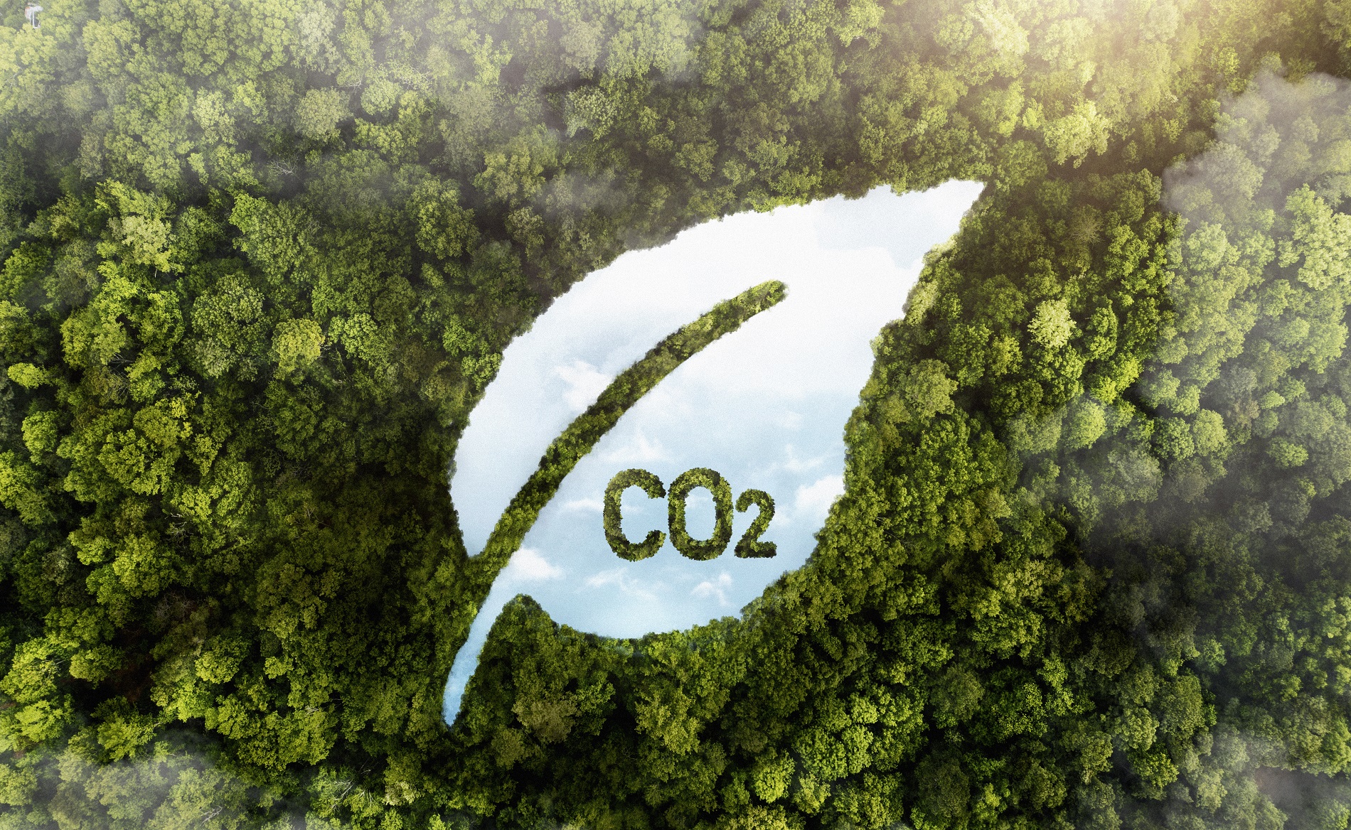 view-green-forest-trees-with-co2